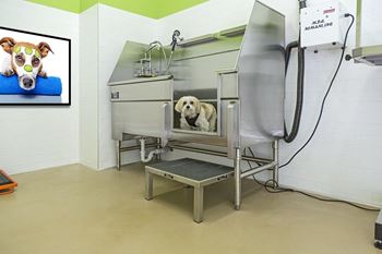 Pet wash spa